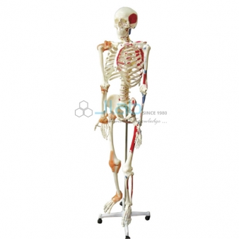 Human Biology Equipments